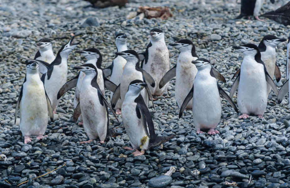 Pingüino Chinstrap - islas Georgias del Sur 07.jpg